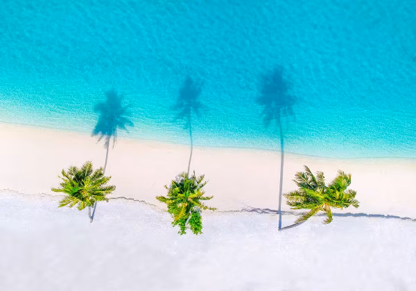 Karibik Strand Palmen