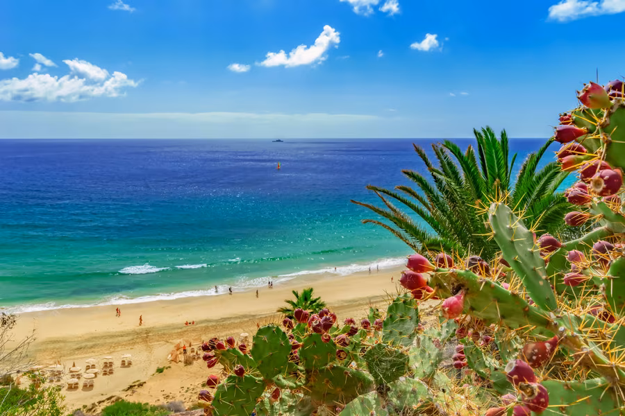 Fuerteventura Strand Blumen
