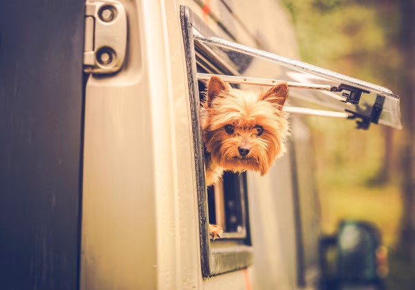 Camping mit Hund
