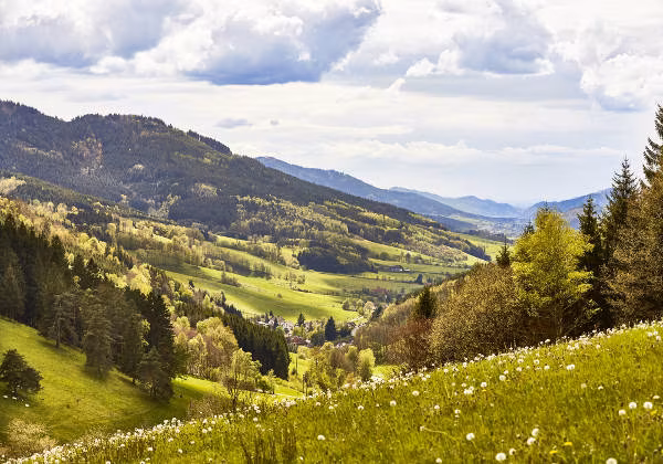 Wiese Berge Schwarzwald