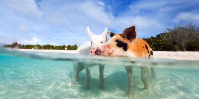Bahamas Schwein