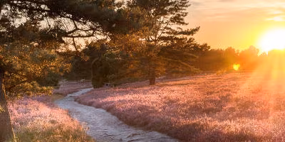 Lüneburger Heide Feld Waldweg Sonnenuntergang
