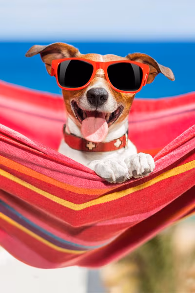 Entspannen mit Hund