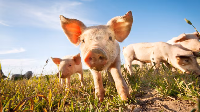 Schweine, Ferkel auf Wiese beim Gras fressen