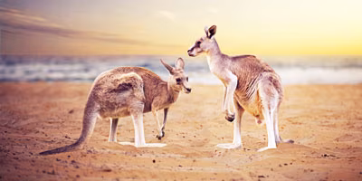 Australien Känguru
