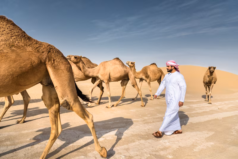 Saudi Arabien Kamele