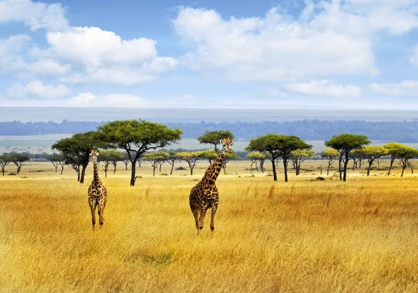 Kenia Giraffen