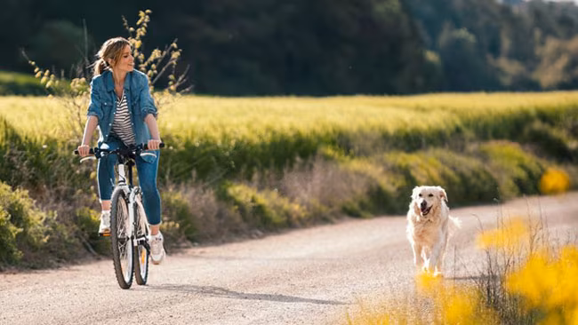 Frau auf Fahrrad mit laufenden Hund, Golden Retriever, Ausflug in der Natur