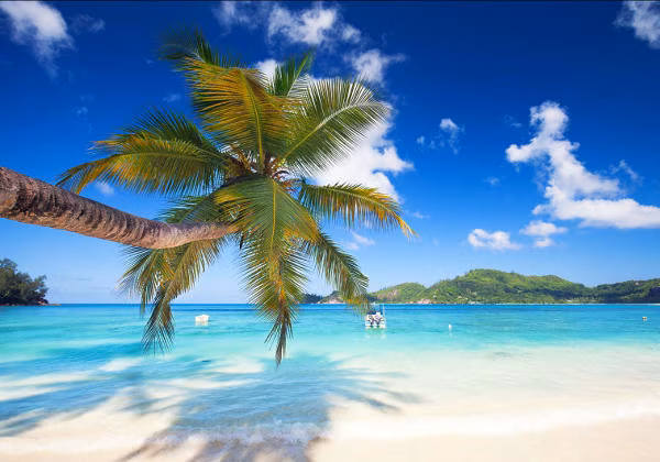 Golf von Mexiko Strand mit Palme
