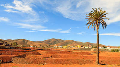 Fuerteventura Wüste Palme