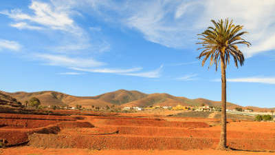Fuerteventura Wüste Palme