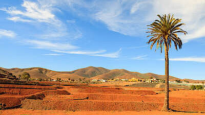 Fuerteventura Wüste Palme