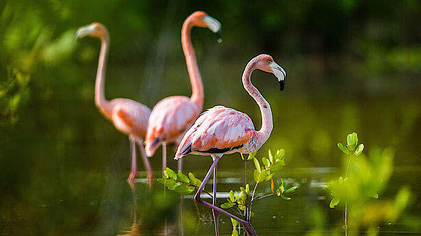 guenstiger-kuba-urlaub guenstiger-kuba-urlaub