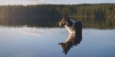 Hund See