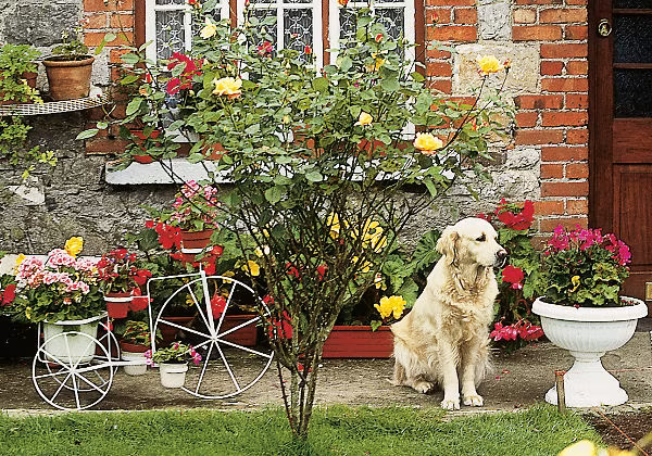 Ferienhaus Hund