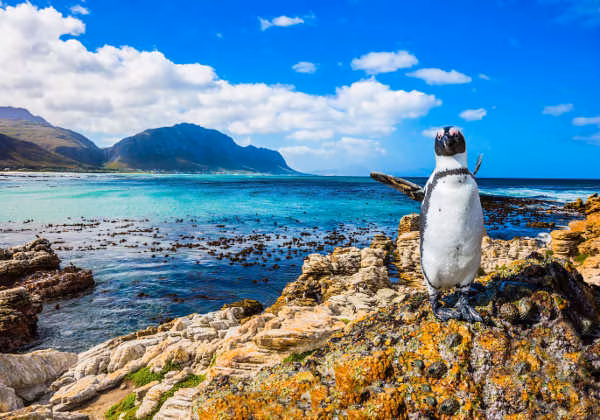 Südafrika Pinguin
