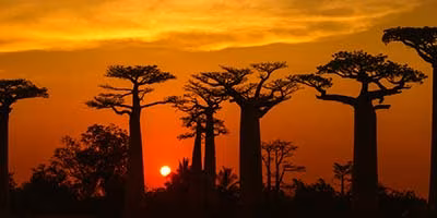 Madagaskar, Bäume im Sonnenuntergang