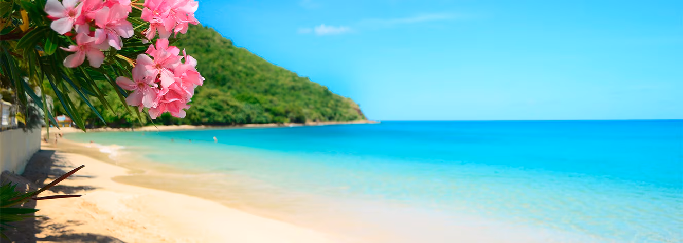 USA Hawaii Strand Palmen