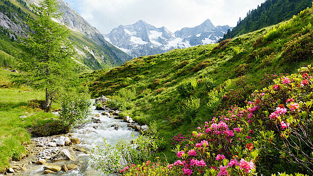 steiermark hochgebirgsbach alpenrosen