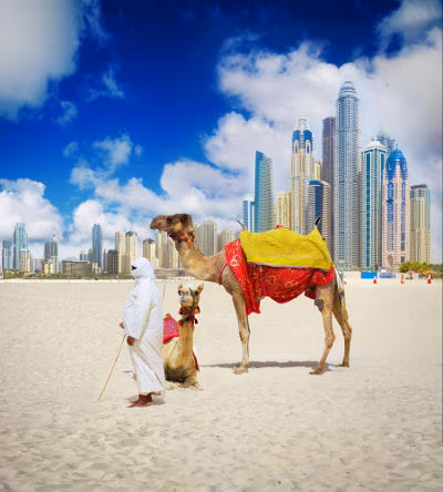 Dubai Strandkamel