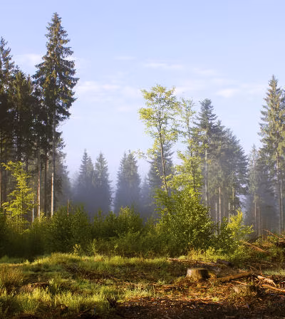 Wald