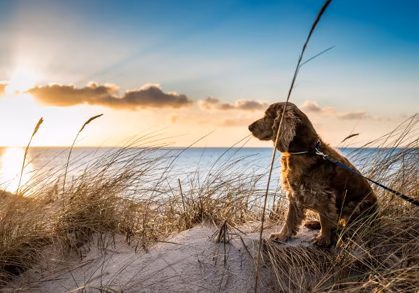 Urlaub mit Hund Meer