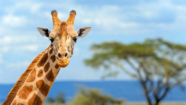 Afrika - Kenia, Giraffe in Steppe