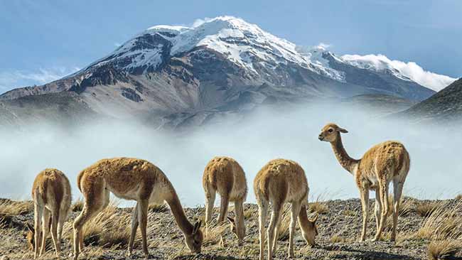 Ecuador, Lamas mitulkan im Hintergrund