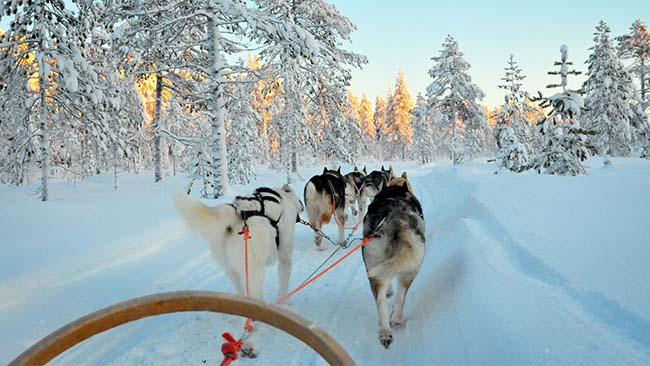 Finnland - Lappland, Schlittenhunde in Winterlandschaft im Wald