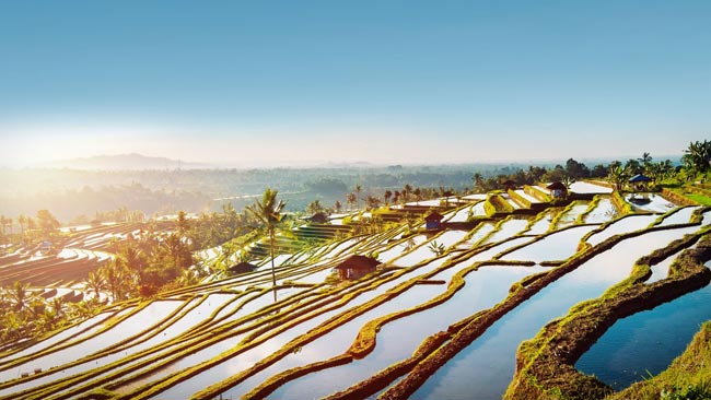 Reisterrassen von Jatiluwih auf Bali bei Sonnenaufgang, Indonesien