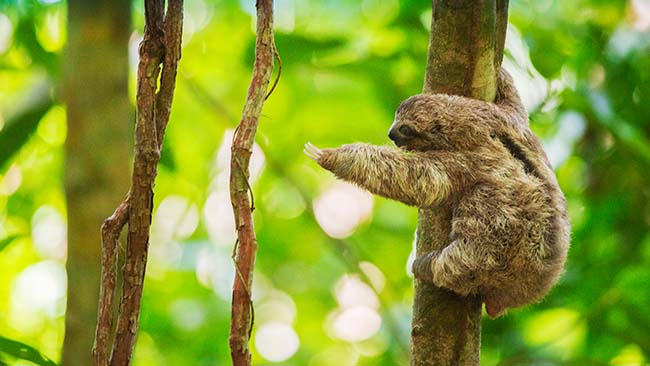 Mittelamerika - Costa Rica, Faultier auf Baum