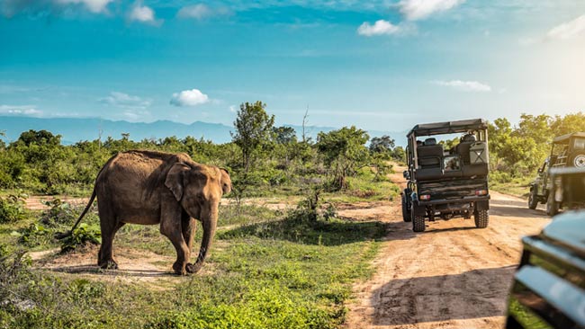 Sri Lanka - Udawalawe, Safari Tour mit Elefanten in der Wildnis