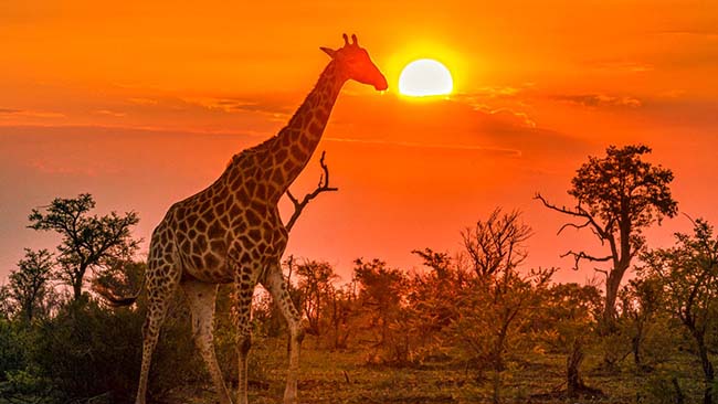 Südafrika im Moholoholo Reserve Forest Camp & Mauritius mit Privatpool