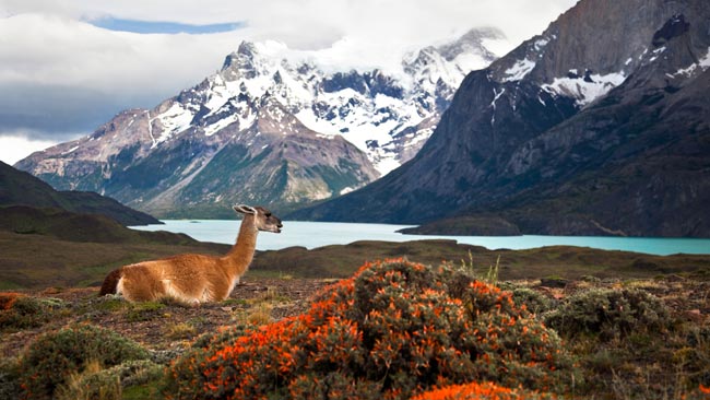 Nationalpark Torres del Paine in Chile, Patagonien, Südamerika