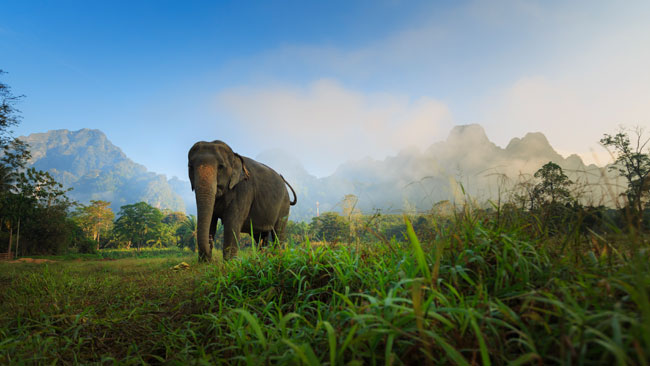 Asiatischer Elefant in tropischer Landschaft im Khao Sok Nationalpark, Thailand