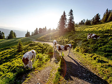 Steiermark Kühe