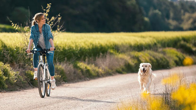 Frau auf Fahrrad mit laufenden Hund, Golden Retriever, Ausflug in der Natur