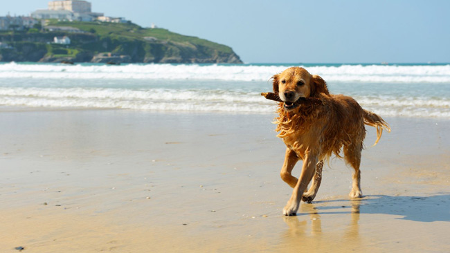 Golden Retriever Hund mit Stock im Mund am Strand, Meer