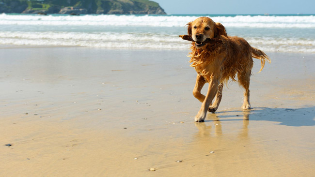 Golden Retriever Hund mit Stock im Mund am Strand, Meer