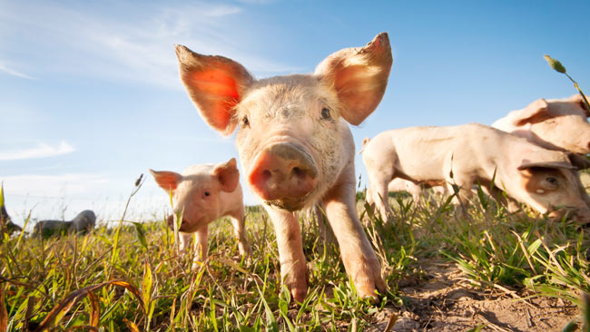 Schweine, Ferkel auf Wiese beim Gras fressen