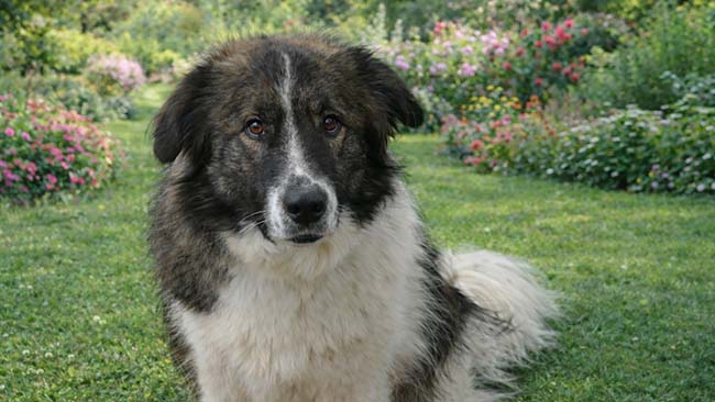 Tierheim München, Hirtenhund Kili