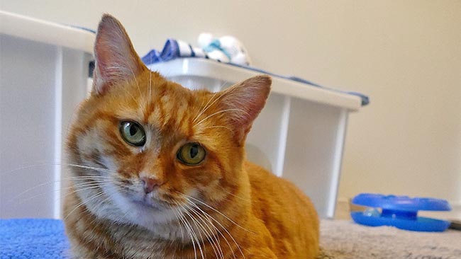 Tierheim München, Kater Fluffy