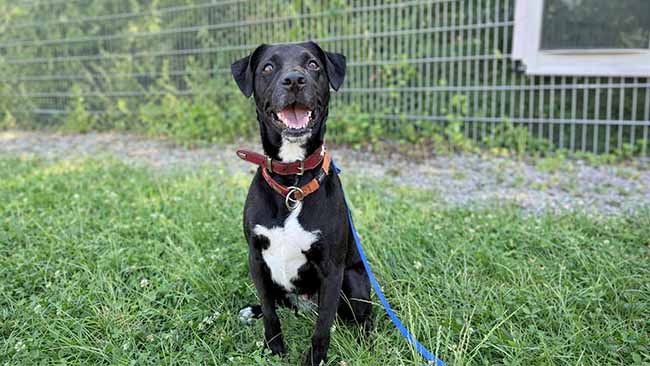 Tierheim München, Labradormix Ashton