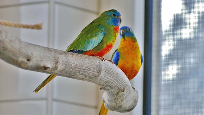 Tierheim München, Sittiche Rainbow & Cloudy