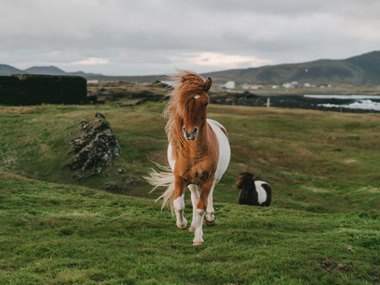 Island Pferd