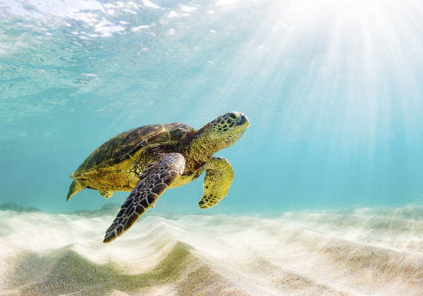 Schildkröte