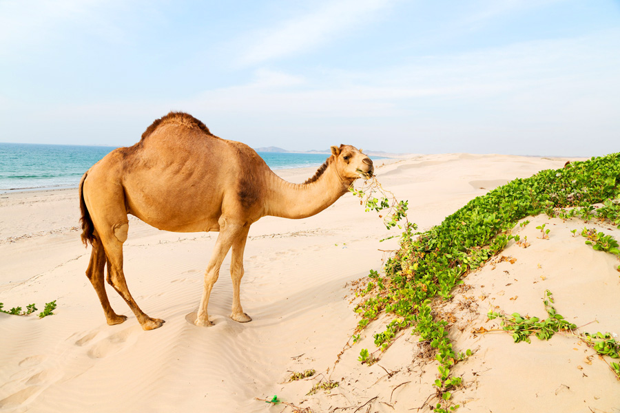 Kamel am Strand von Oman