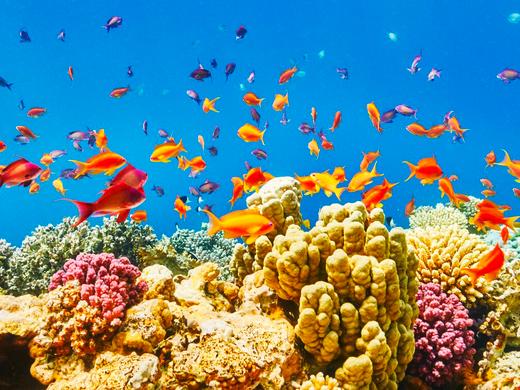 Amarina Queen Resort Marsa Alam - 3=2 - Upg. DZ Gartenblick