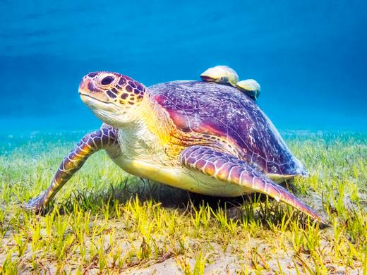 Novotel Marsa Alam - 2=1 - Upg. DZ Superior Garten -oder Poolblick