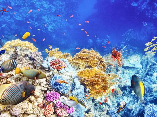 Charmillion Gardens  - 10=7 - Upg. DZ Superior und AI